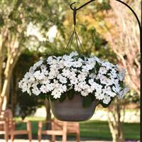 Solarscape® White Pearl Interspecific Impatiens Basket