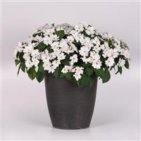 Solarscape® White Pearl Interspecific Impatiens Container