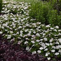 Solarscape® White Pearl Interspecific Impatiens Landscape