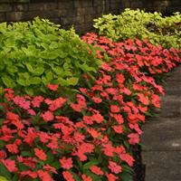 Solarscape® Salmon Punch Interspecific Impatiens Commercial Landscape 1