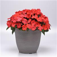 Solarscape® Salmon Punch Interspecific Impatiens Container