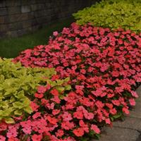 Solarscape® Salmon Punch Interspecific Impatiens Landscape