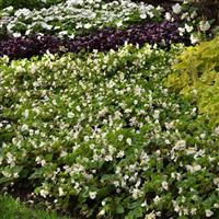 Hula™ White Spreading Begonia Commercial Landscape 1