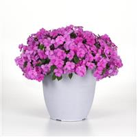 Beacon® Blue Pearl Impatiens Container