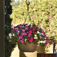 Beacon® Chicago Mixture Impatiens Basket