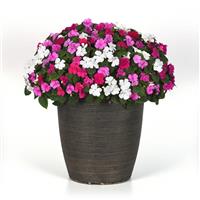 Beacon® Chicago Mixture Impatiens Container
