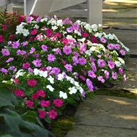 Beacon® Chicago Mixture Impatiens Landscape