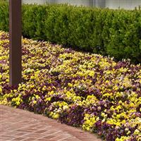 Frizzle Sizzle Mixture Pansy Landscape