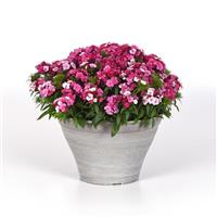 Dart™ Pink Magician Dianthus Container