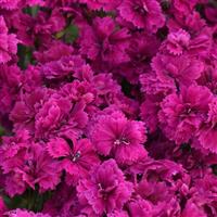 Dynasty Orchid Dianthus Bloom