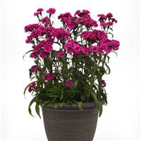 Dynasty Orchid Dianthus Container