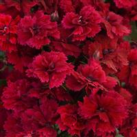 Dynasty Red Dianthus Bloom