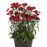 Dynasty Red Dianthus Container