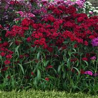 Dynasty Red Dianthus Landscape