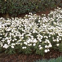 Dynasty White Blush Dianthus Commercial Landscape 2