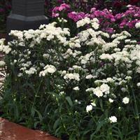 Dynasty White Blush Dianthus Landscape