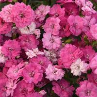 Dynasty Pink Magic Dianthus Bloom