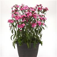 Dynasty Pink Magic Dianthus Container
