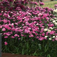 Dynasty Pink Magic Dianthus Landscape