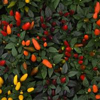 Acapulco™ XP Mix Ornamental Pepper Bloom