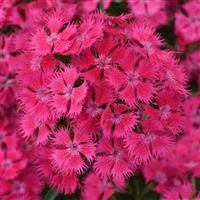 Dianthus Rockin'™ Rose Bloom