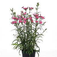Dianthus Rockin'™ Rose Container