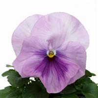 Spring Matrix™ Pink Shades Pansy Bloom