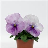 Spring Matrix™ Pink Shades Pansy Container