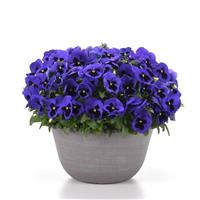 Matrix® Blue Blotch Pansy Container
