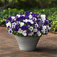 E3 Easy Wave® Déjà Vu Mixture Spreading Petunia Container