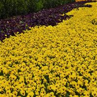 Sorbet® XP Yellow Viola Commercial Landscape 2