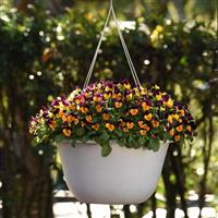 Sorbet® XP Orange Jump Up Viola Basket