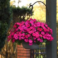 Solarscape® Magenta Bliss Interspecific Impatiens Basket