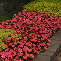 Solarscape® Salmon Punch Interspecific Impatiens Landscape