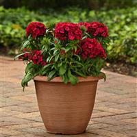 Dart™ Raspberry Dianthus Container