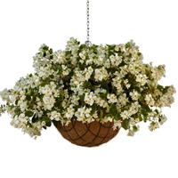 Hula™ White Spreading Begonia Basket