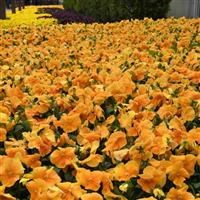 Top Wave™ Orange Spreading Pansy Landscape