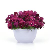 Top Wave™ Rose Blotch Spreading Pansy Container