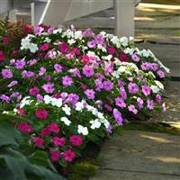 Beacon® Chicago Mixture Impatiens Landscape