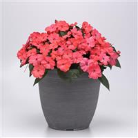 Solarscape® XL Salmon Glow Interspecific Impatiens Container