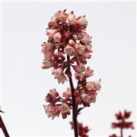 Heuchera Heucherette™ Pink Bloom