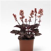Heuchera Heucherette™ Pink Container