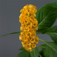 Neo™ Gold Celosia Bloom