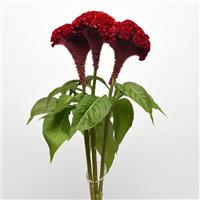 Neo™ Red Celosia Cutflower