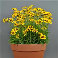 Coreopsis SunKiss Container