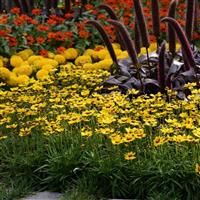Coreopsis SunKiss Landscape