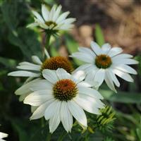Echinacea PowWow® White Bloom