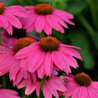 Echinacea PowWow® Wild Berry Bloom