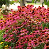 Echinacea PowWow® Wild Berry Commercial Landscape 1