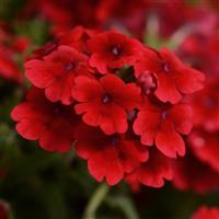 Quartz XP Scarlet Verbena Bloom